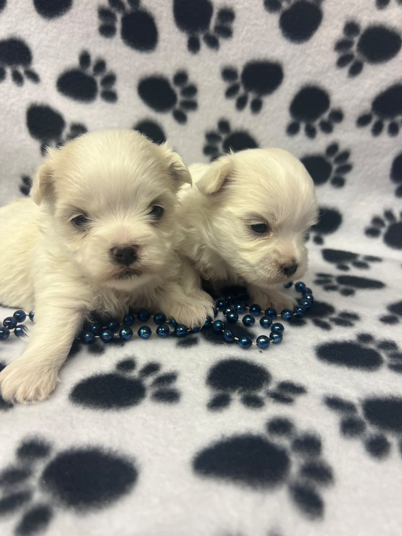 Teddy bear maltese hotsell puppies for sale